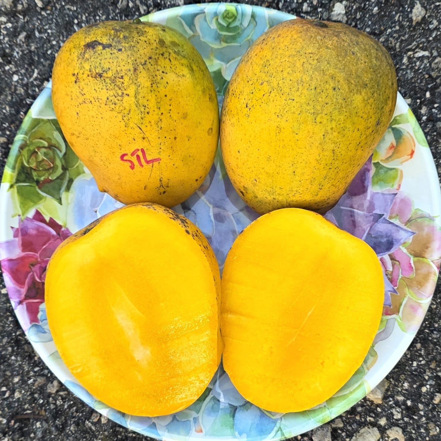 Fruit Variety Picture